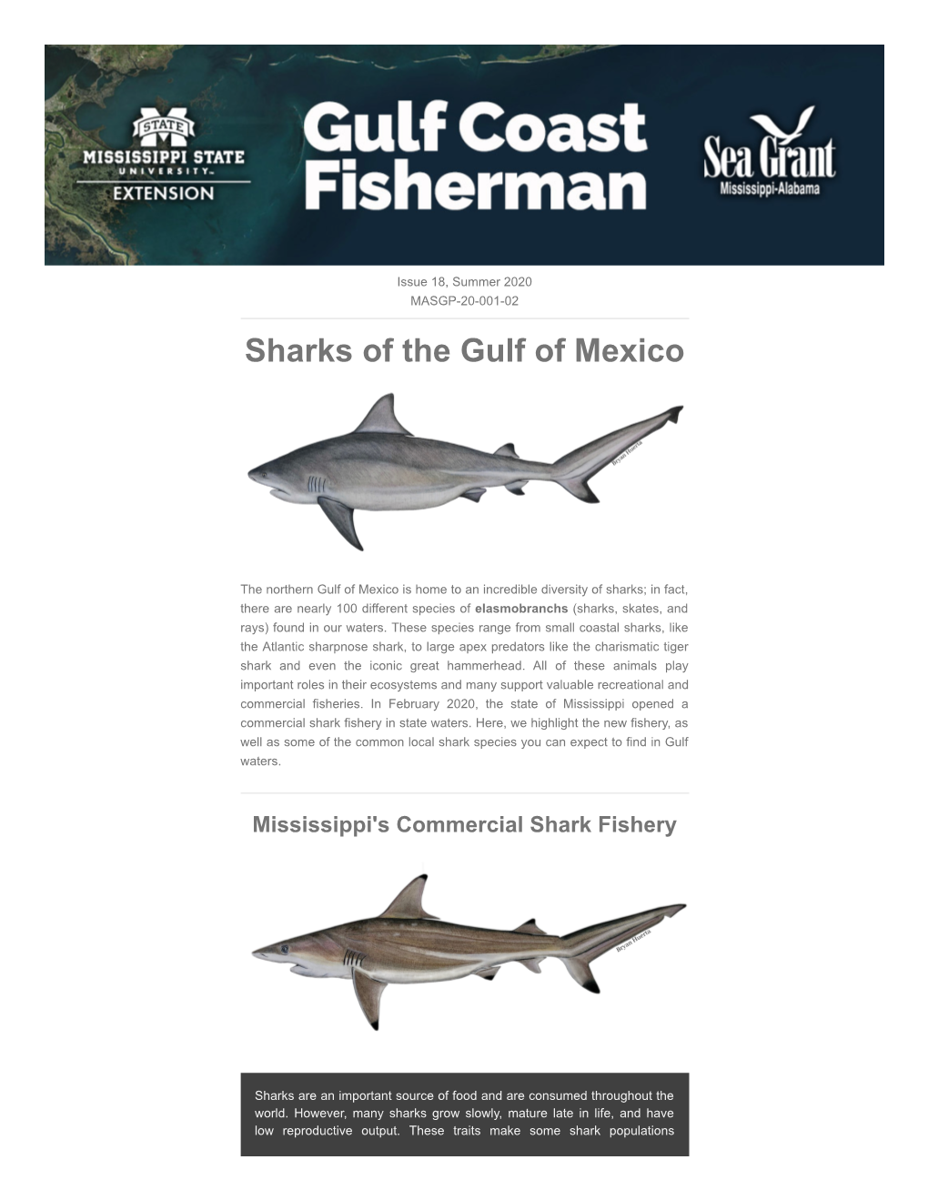 Sharks of the Gulf of Mexico