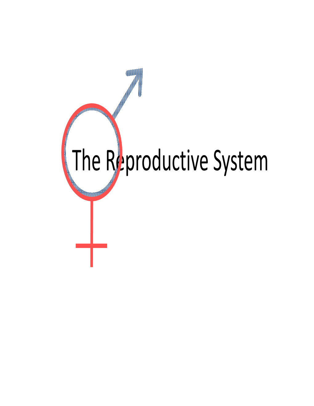 The Reproductive System the Male Reproductive System