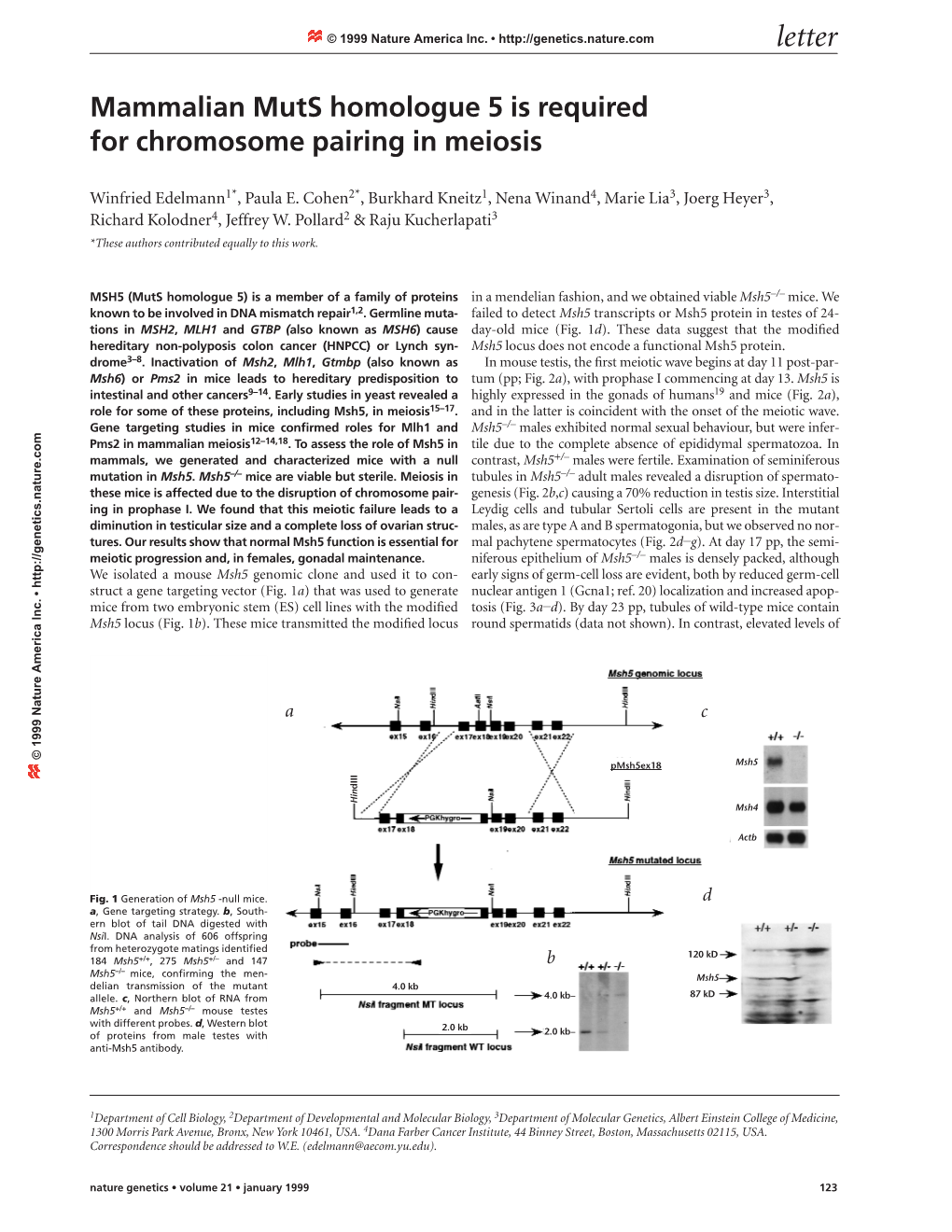 Mammalian Muts Homologue 5 Is Required for Chromosome Pairing in Meiosis
