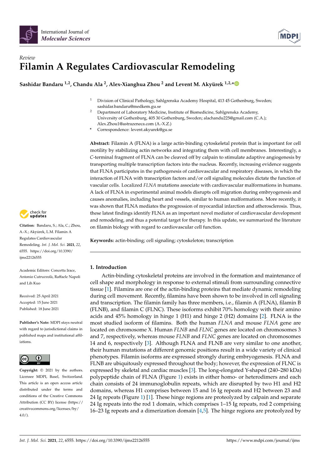 Filamin a Regulates Cardiovascular Remodeling