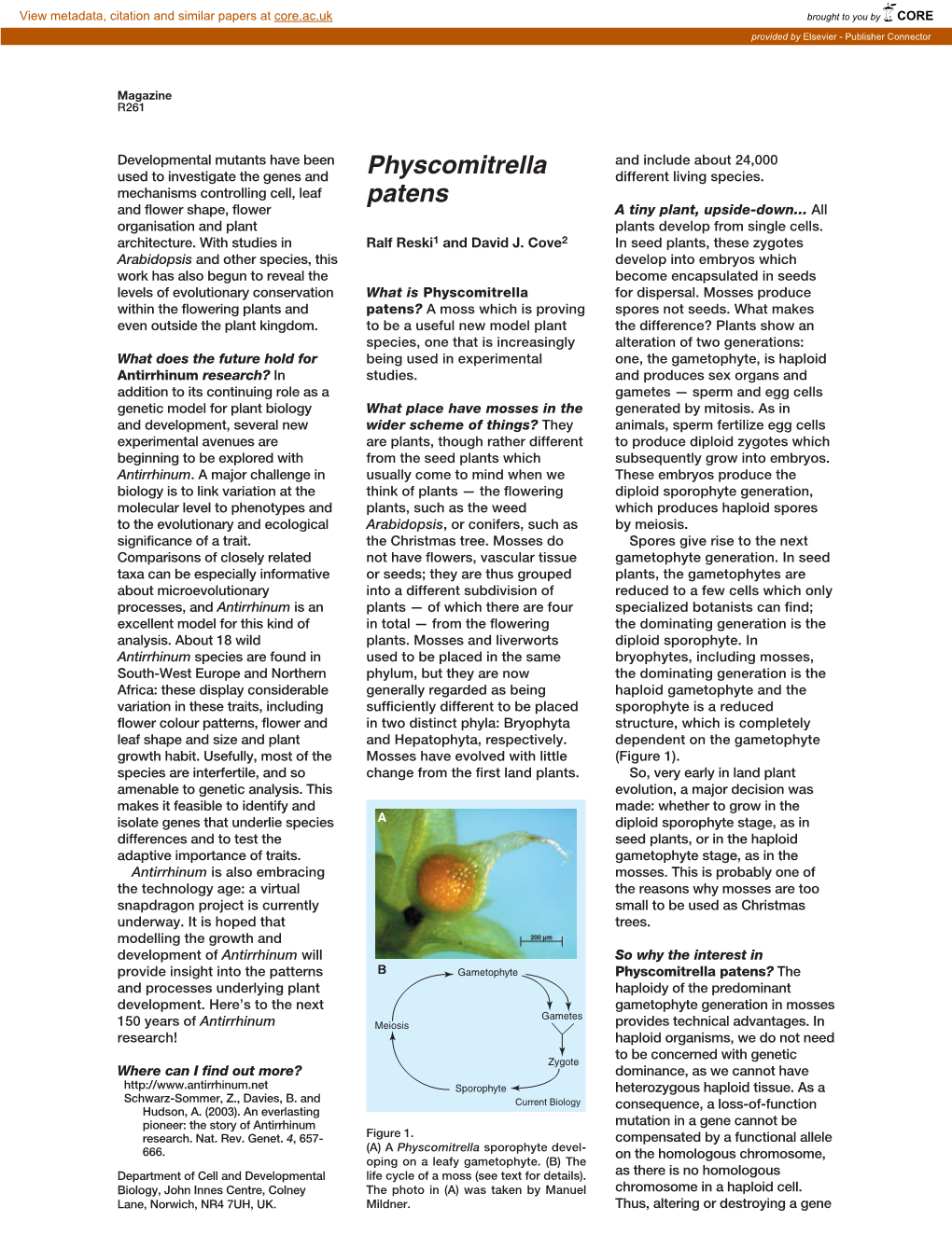 Physcomitrella Patens? the and Processes Underlying Plant Haploidy of the Predominant Development