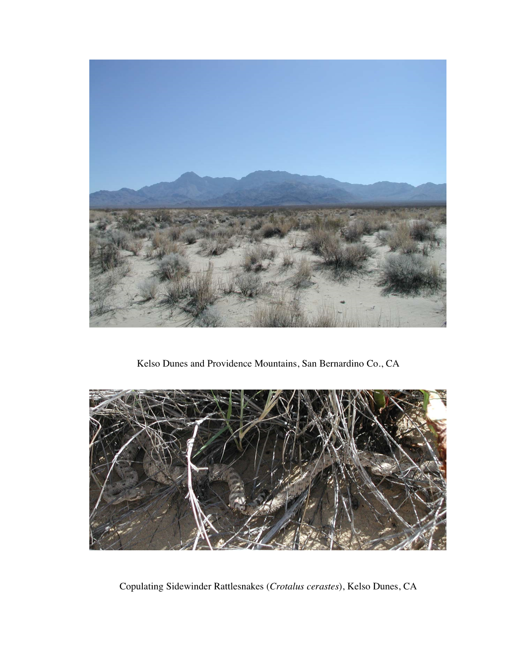 Kelso Dunes and Providence Mountains, San Bernardino Co., CA