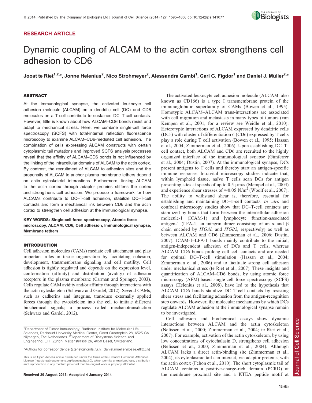 Dynamic Coupling of ALCAM to the Actin Cortex Strengthens Cell