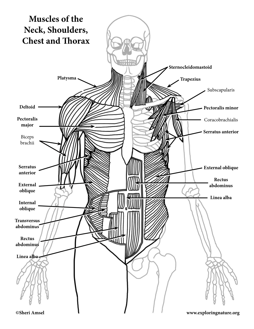 Muscles of the Neck, Shoulders, Chest and Thorax