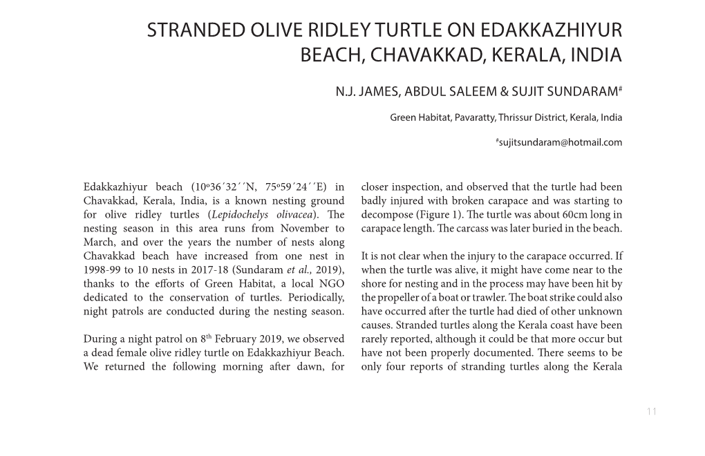 Stranded Olive Ridley Turtle on Edakkazhiyur Beach, Chavakkad, Kerala, India