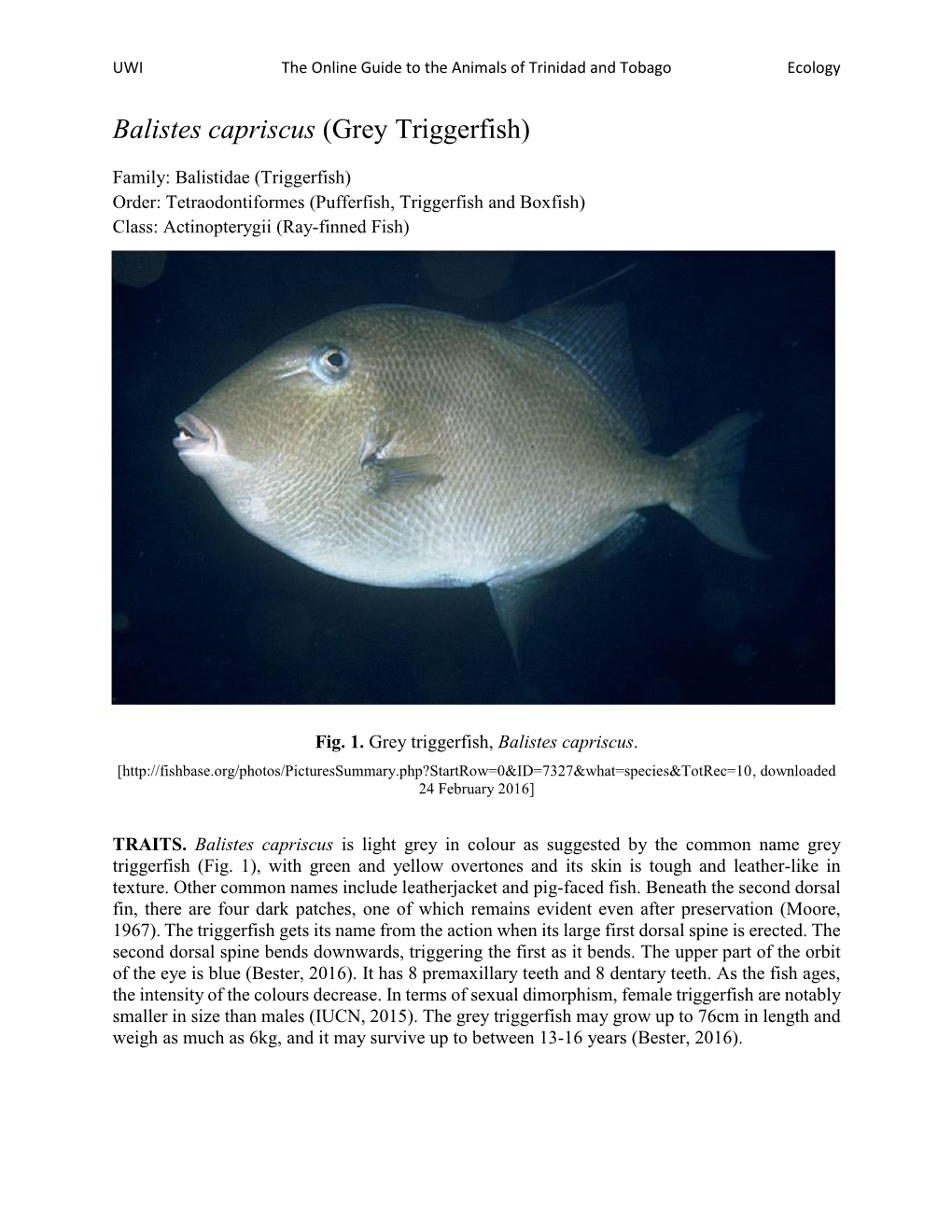 Balistes Capriscus (Grey Triggerfish)