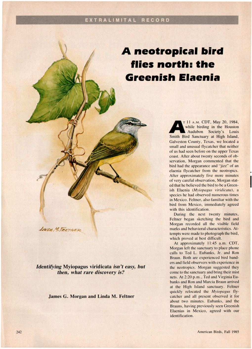 A Neotropical Bird Flies North: the Greenish Elaenia