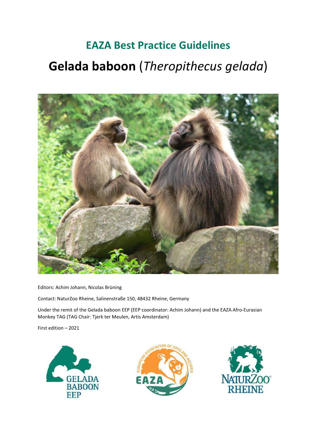 Gelada Baboon (Theropithecus Gelada)