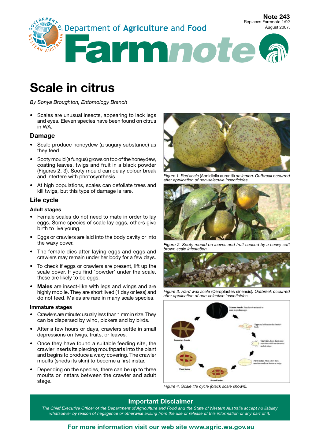 Scale in Citrus by Sonya Broughton, Entomology Branch