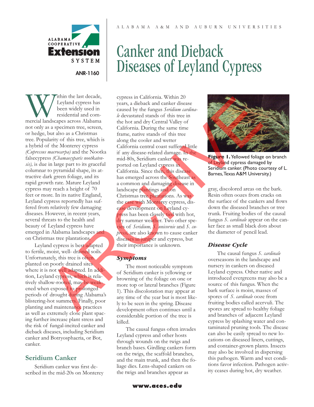 Canker and Dieback Diseases of Leyland Cypress