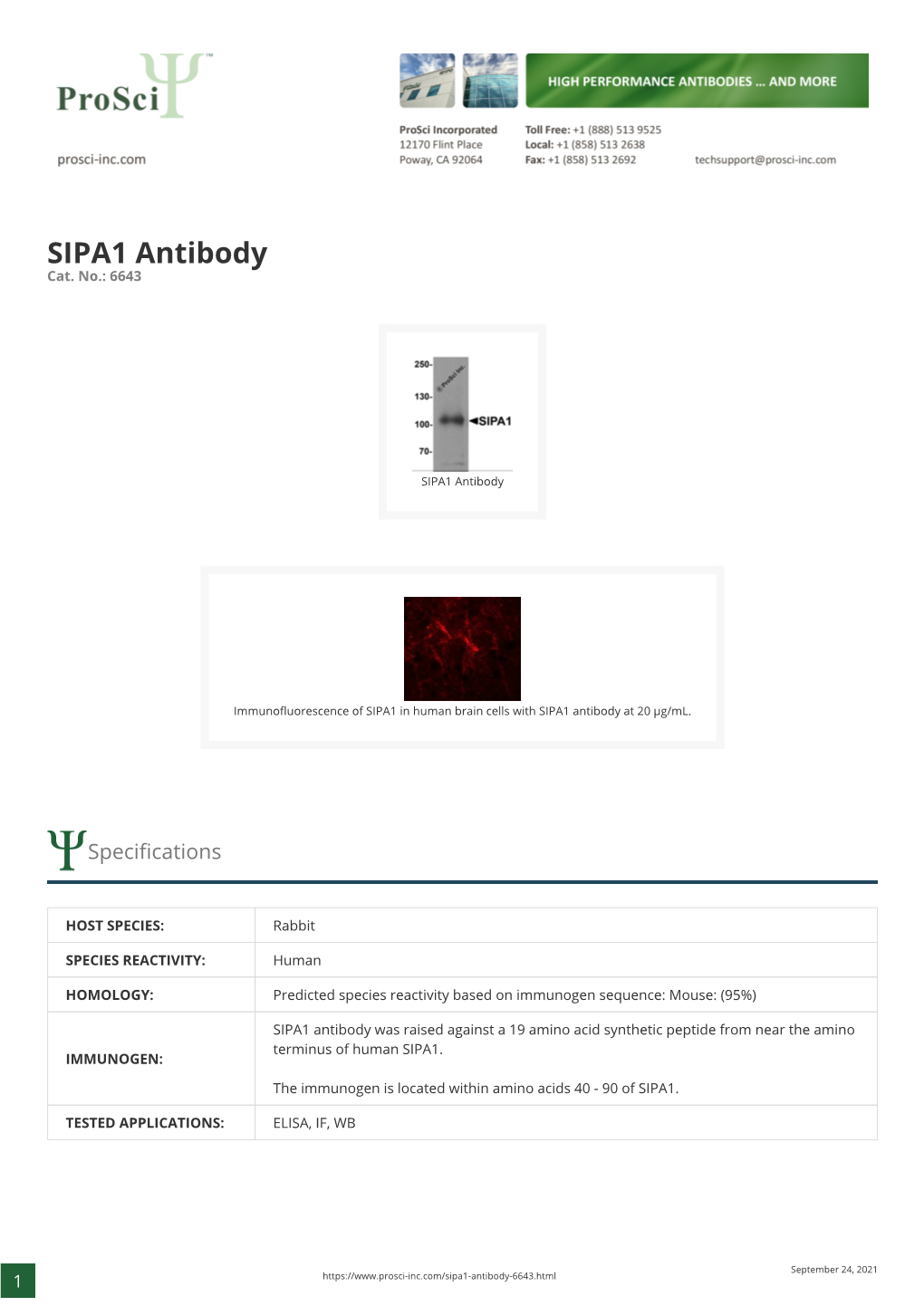 SIPA1 Antibody Cat