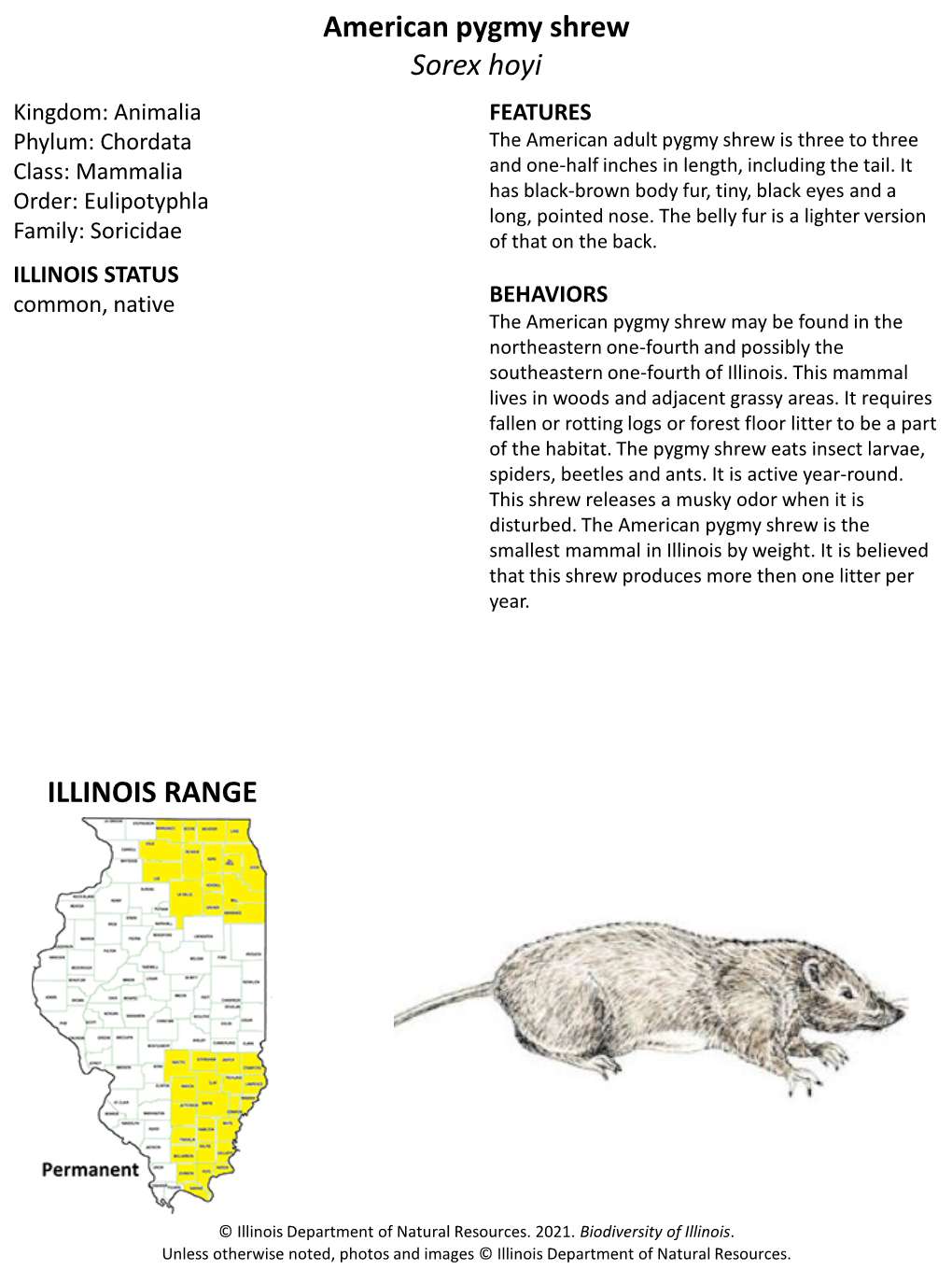 American Pygmy Shrew Sorex Hoyi ILLINOIS RANGE