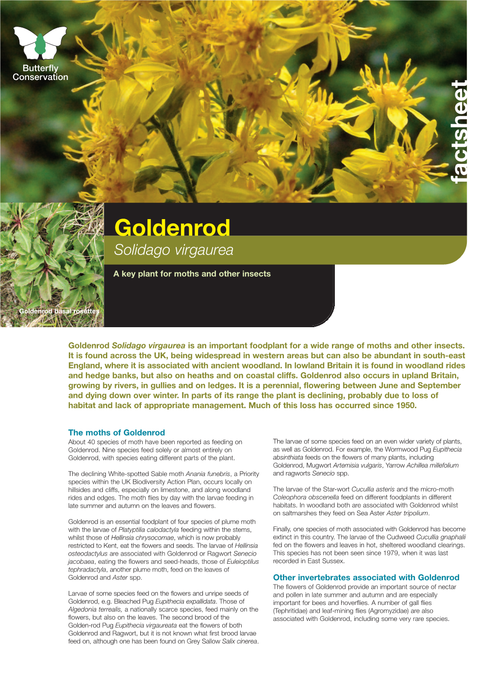 Goldenrod Solidago Virgaurea