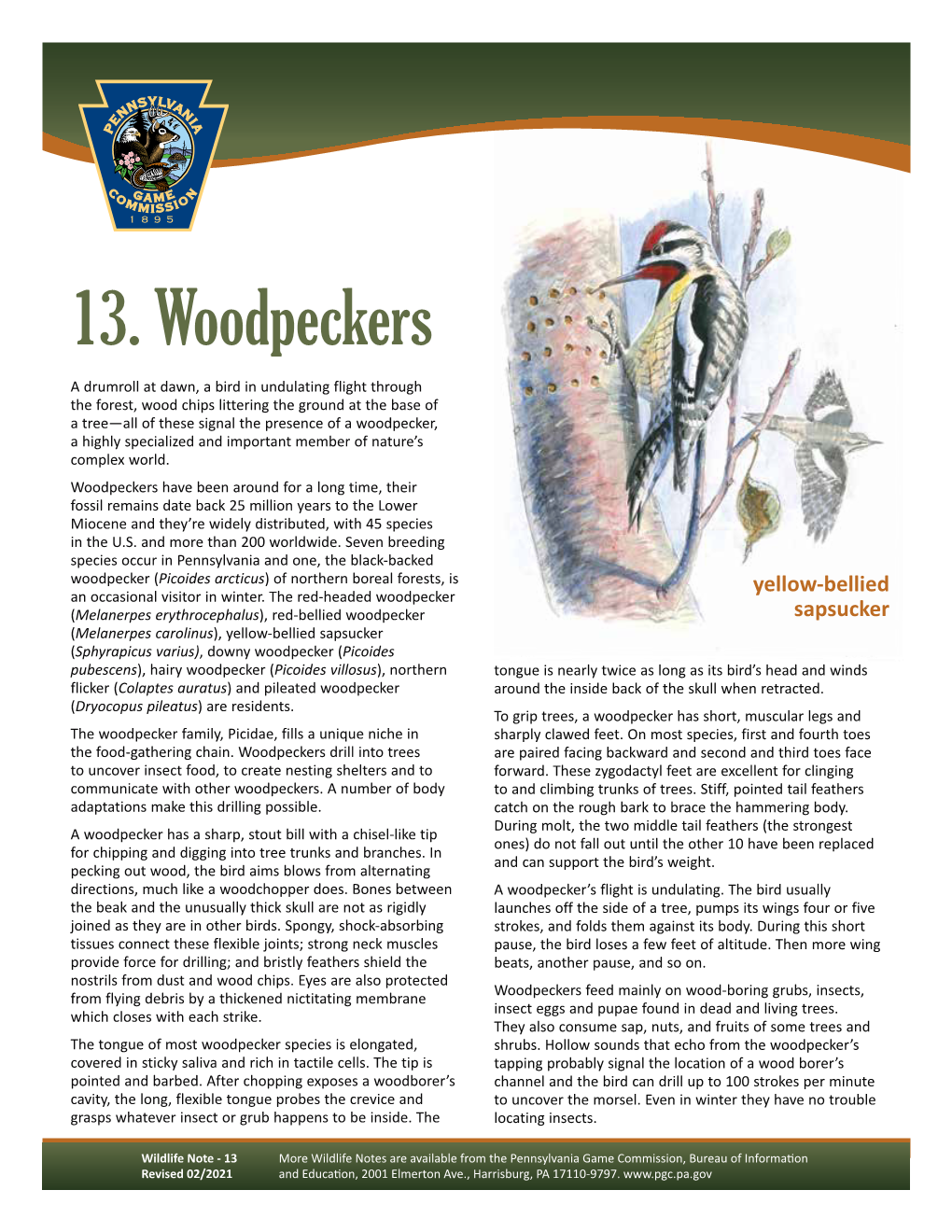 13. Woodpeckers