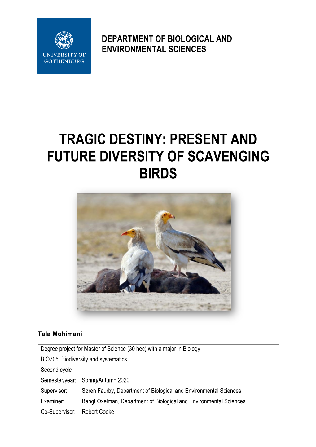 Tragic Destiny: Present and Future Diversity of Scavenging Birds