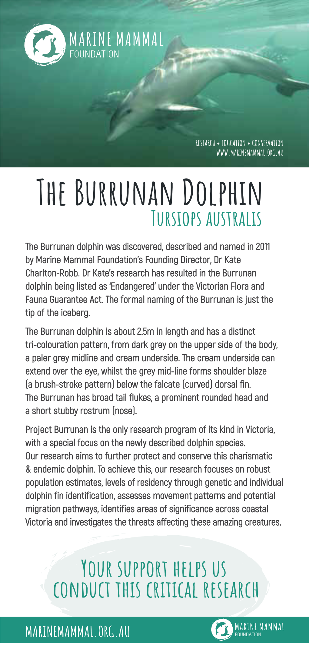 The Burrunan Dolphin Tursiops Australis