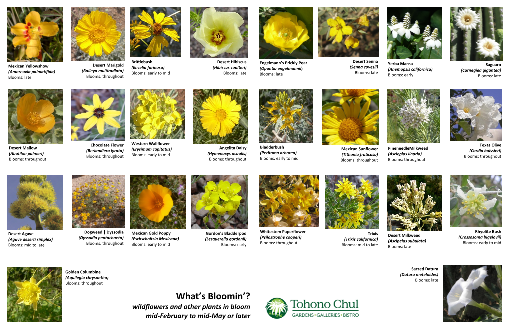 Wildflower ID Guide Here