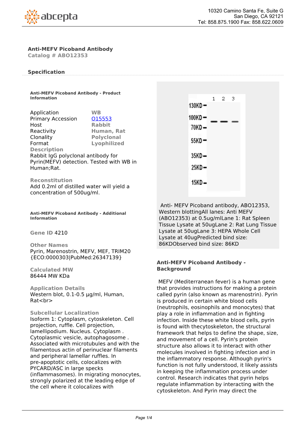Anti-MEFV Picoband Antibody Catalog # ABO12353