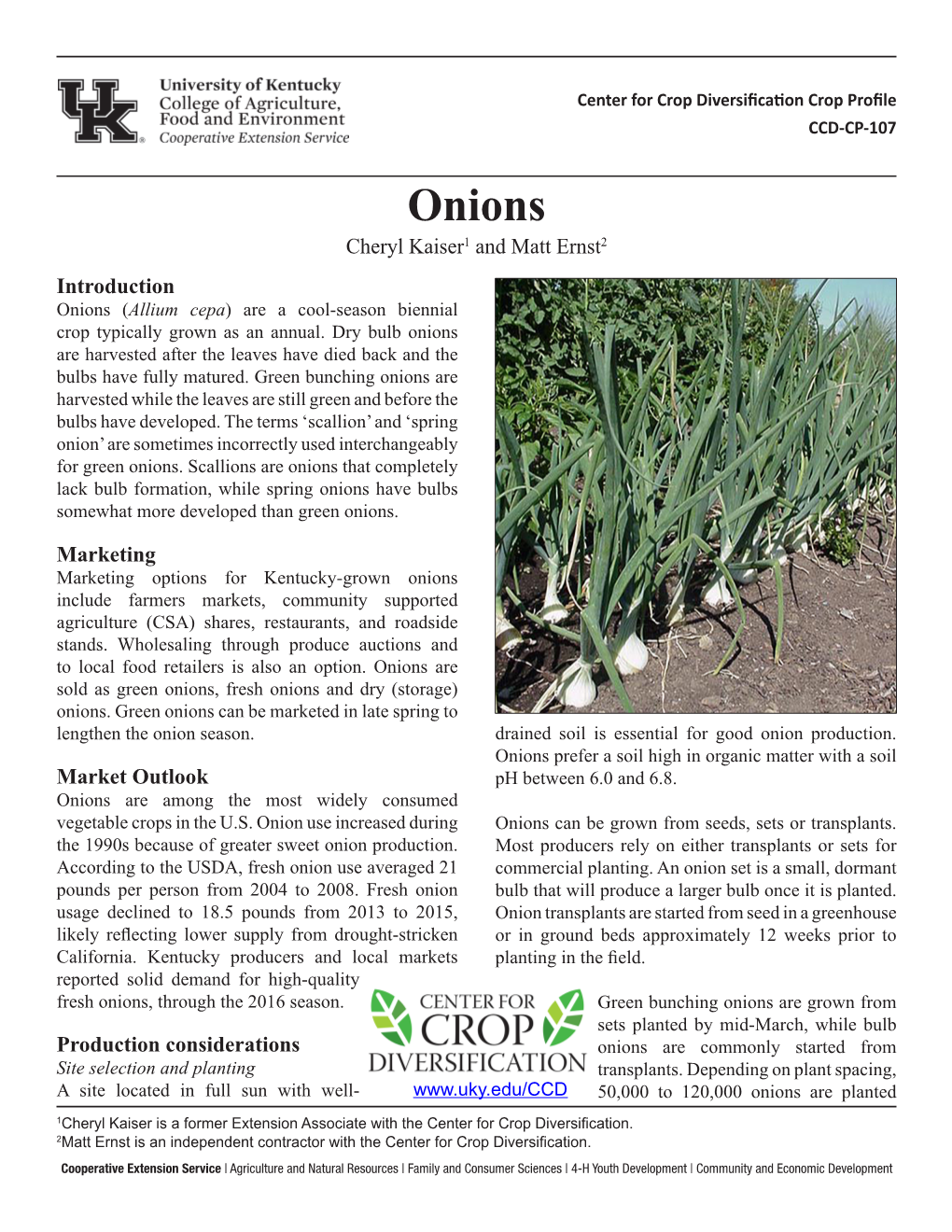 Onions Cheryl Kaiser1 and Matt Ernst2 Introduction Onions (Allium Cepa) Are a Cool-Season Biennial Crop Typically Grown As an Annual