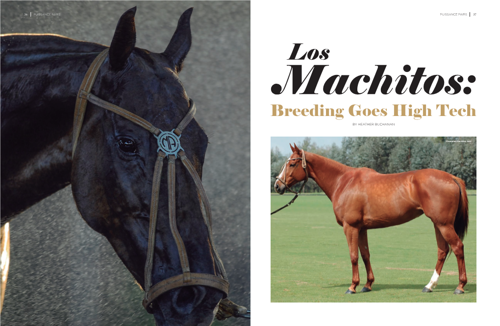 Machitos: Breeding Goes High Tech by HEATHER BUCHANAN