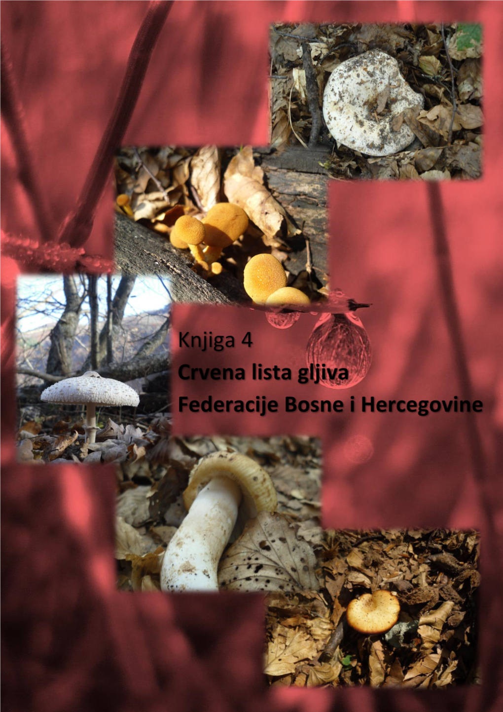 Gljiva U Federaciji Bosne I Hercegovine