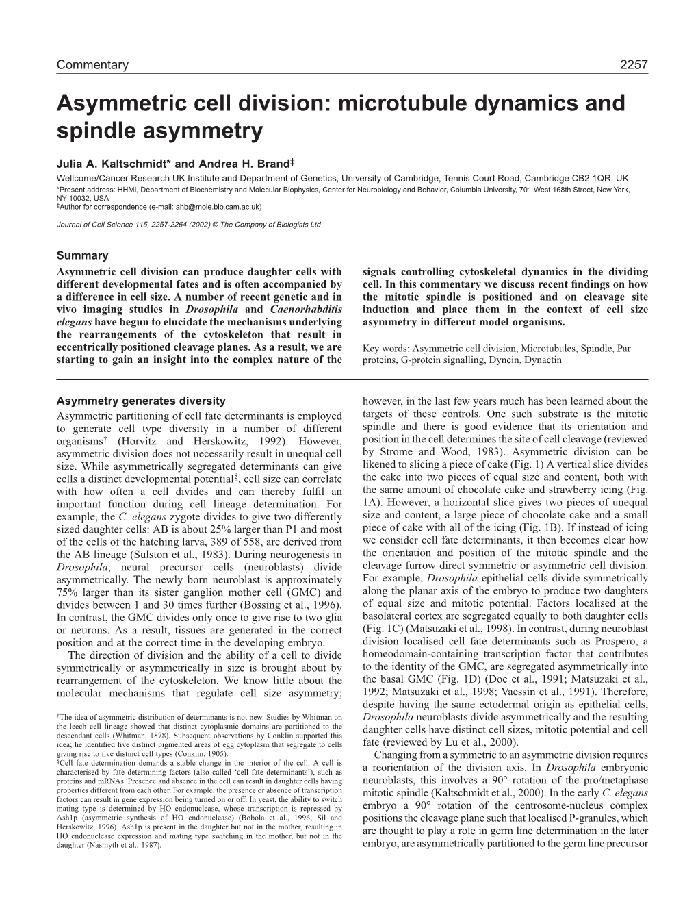 Asymmetric Cell Division: Microtubule Dynamics and Spindle Asymmetry
