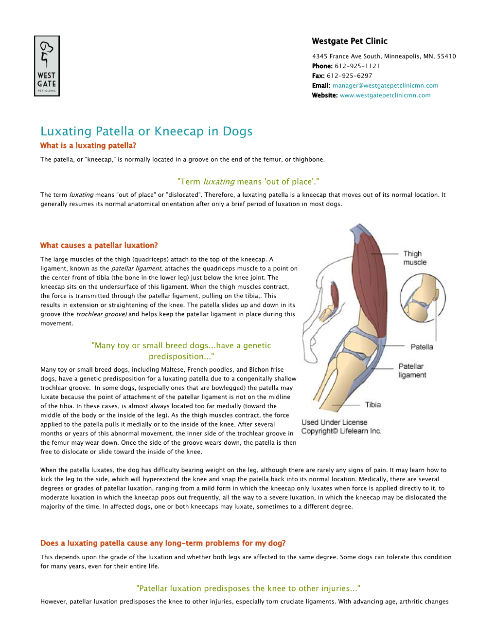 Luxating Patella Or Kneecap in Dogs What Is a Luxating Patella?