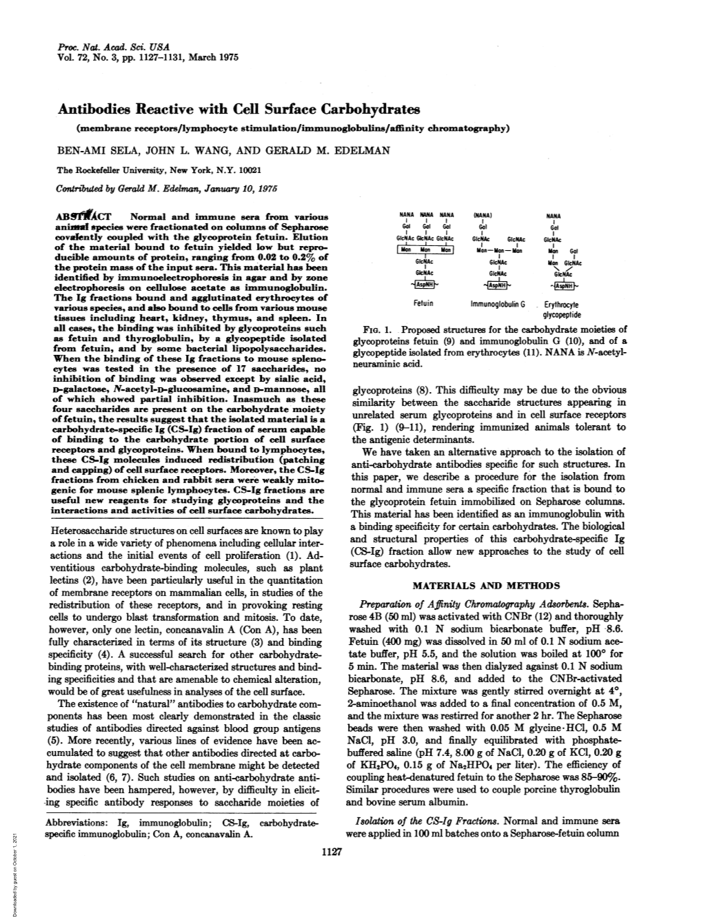 Antibodies Reactive with Cell Surface Carbohydrates (Membrane Receptors/Lymphocyte Stimulation/Immunoglobulins/Affinity Chromatography) BEN-AMI SELA, JOHN L