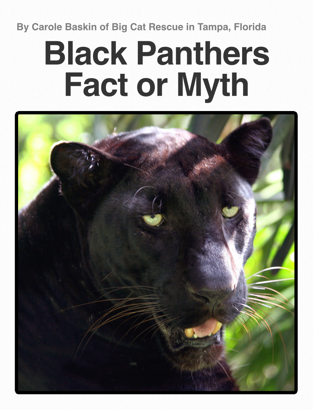 By Carole Baskin of Big Cat Rescue in Tampa, Florida Black Panthers Fact Or Myth 1 Introduction