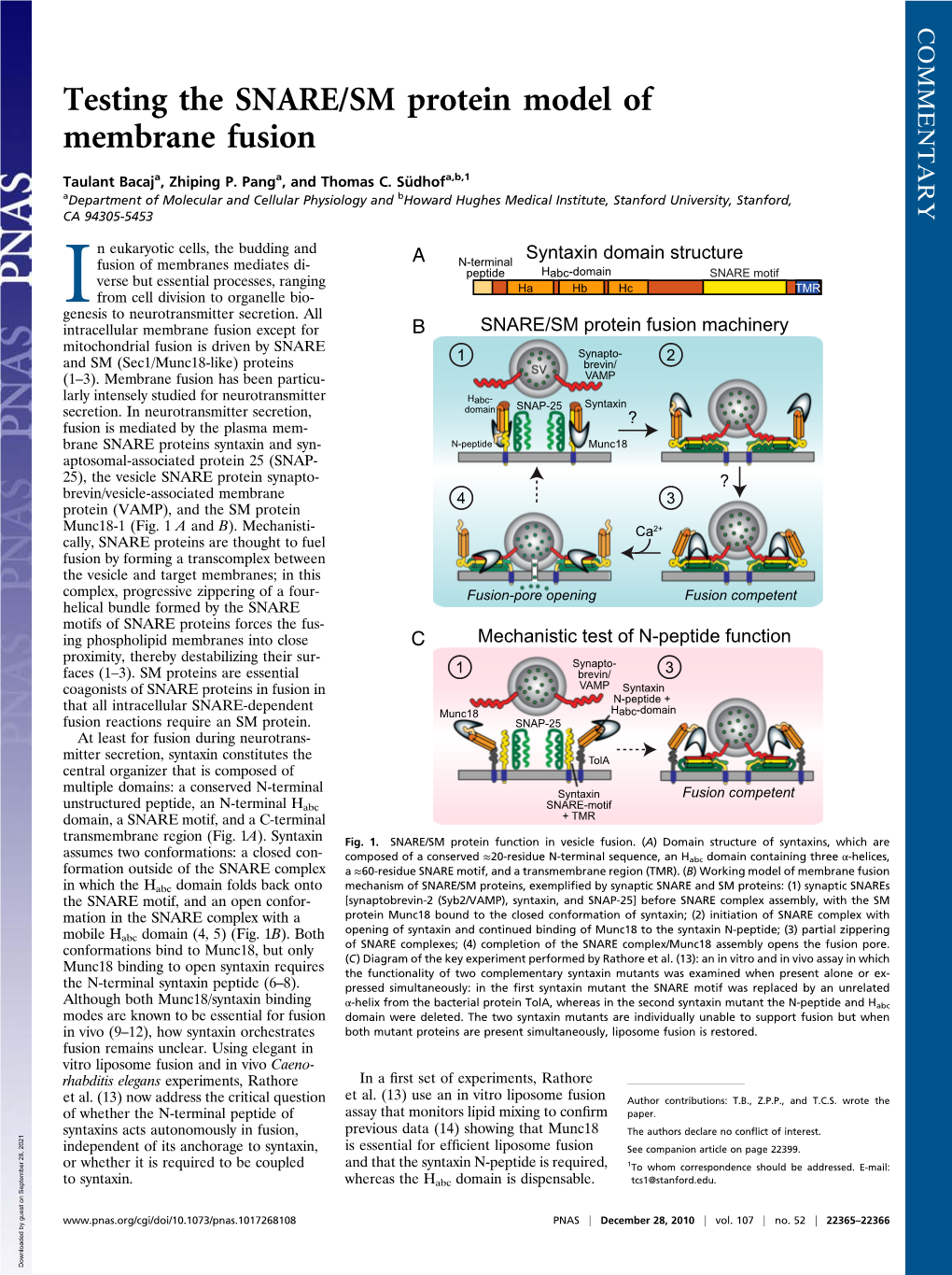 Testing the SNARE/SM Protein Model of Membrane Fusion