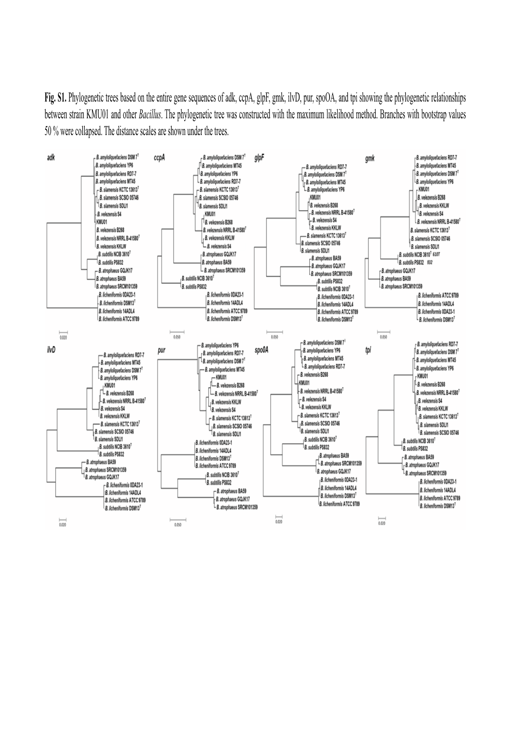 Fig. S1. Phylogenetic Trees Based on the Entire Gene Sequences of Adk