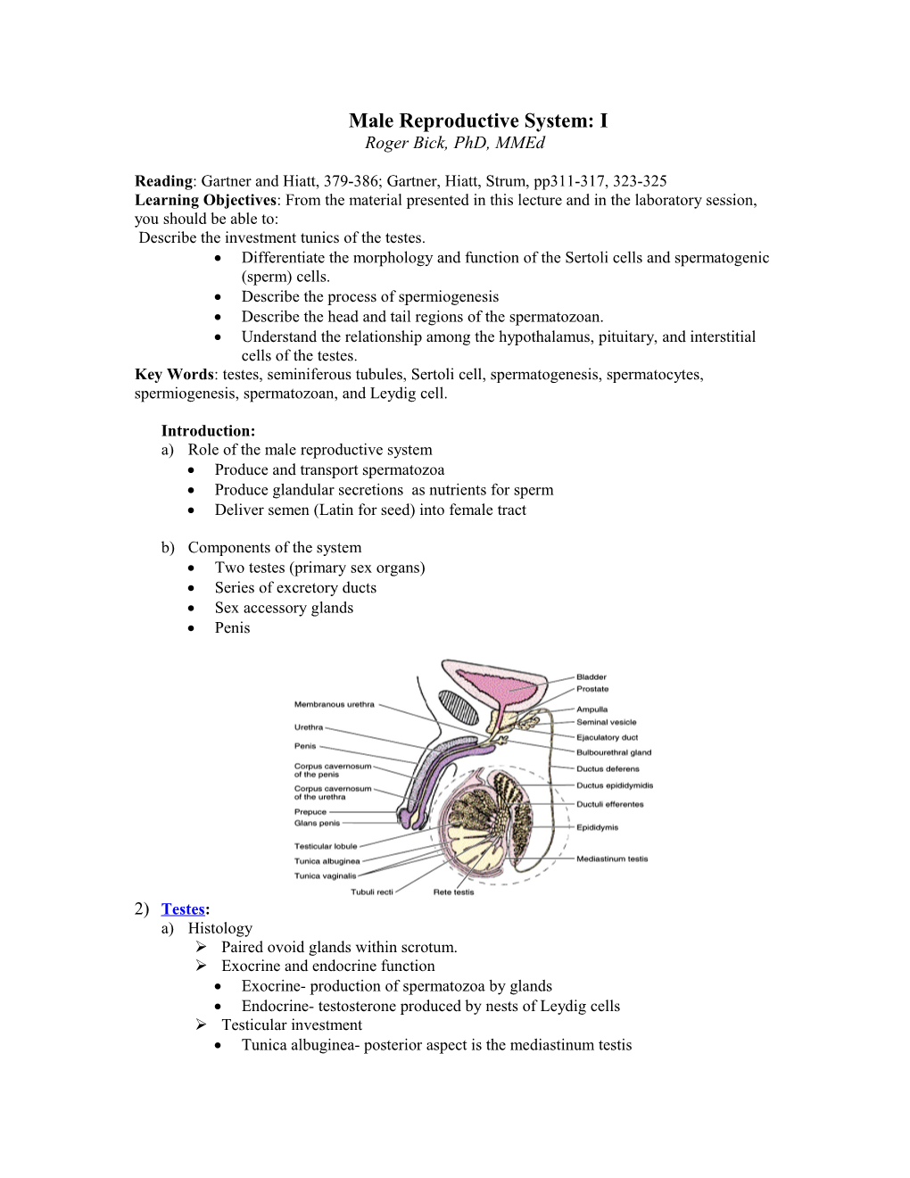 The Male Reproductive System: I