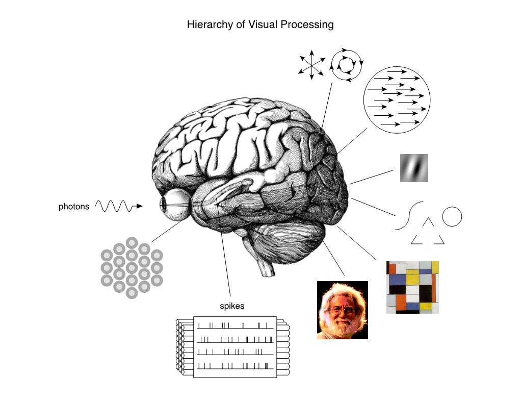 Hierarchy of Visual Processing