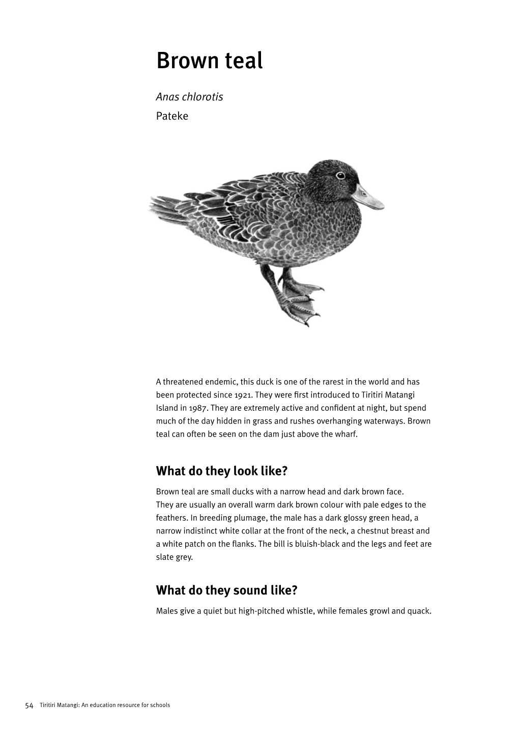 An Education Resource for Schools: Part Two: Birds: Brown Teal/Pateke