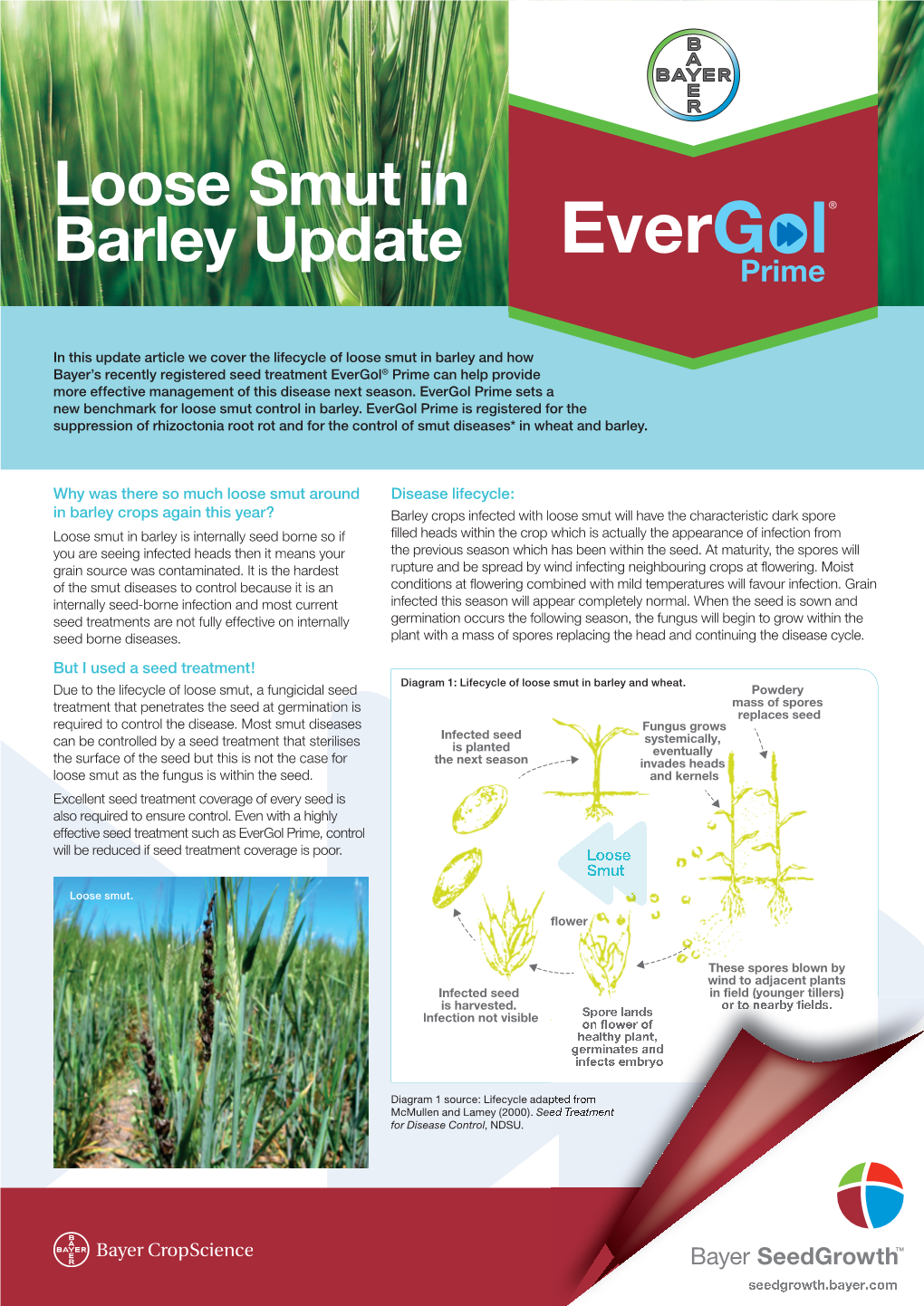 Loose Smut in Barley Update