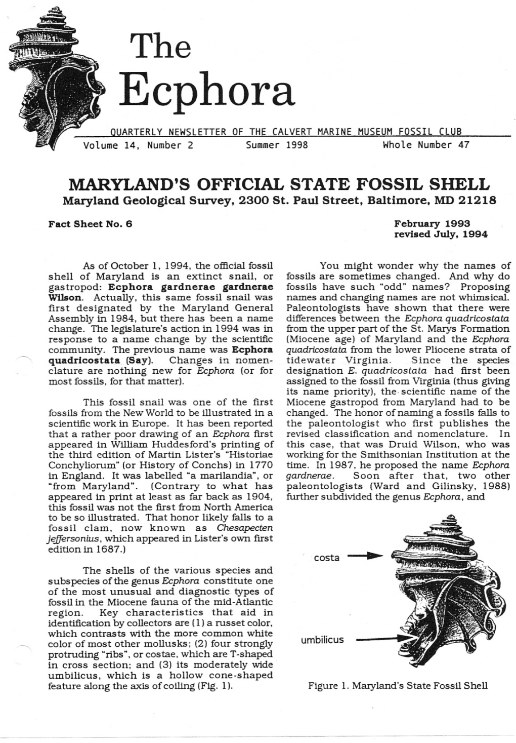 Ecphora QUARTERLY NEWSLETTER of the CALVERT MARINE MUSEUM FOSSIL CLUB Volume 14, Number 2 Summer 1998 Whole Number 47