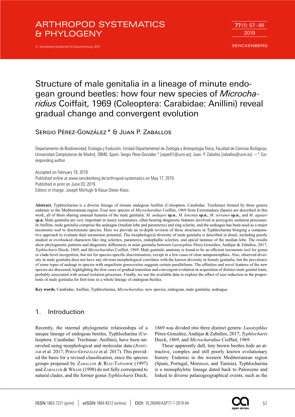 Structure of Male Genitalia in a Lineage of Minute Endogean Ground Beetles
