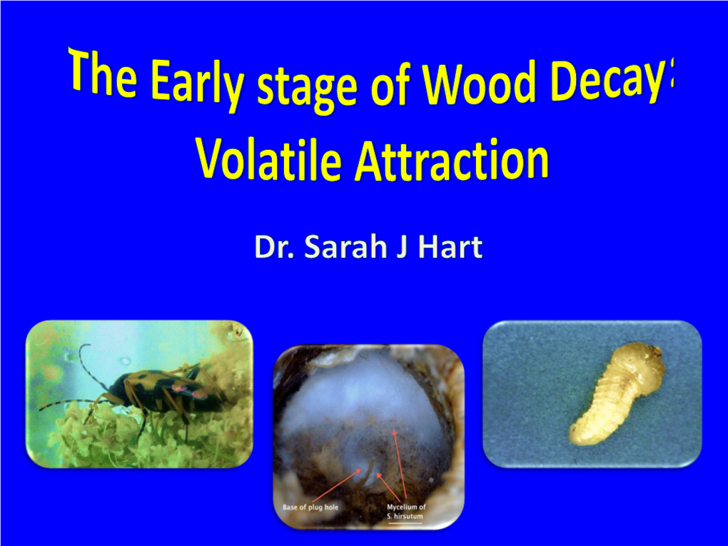 The Early Stage of Wood Decay: Volatile Attraction