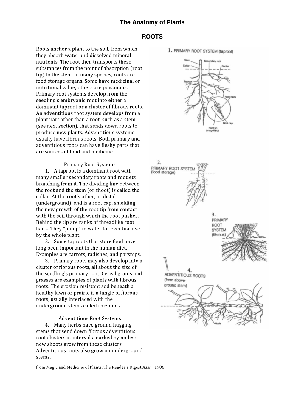 The Anatomy of Plants