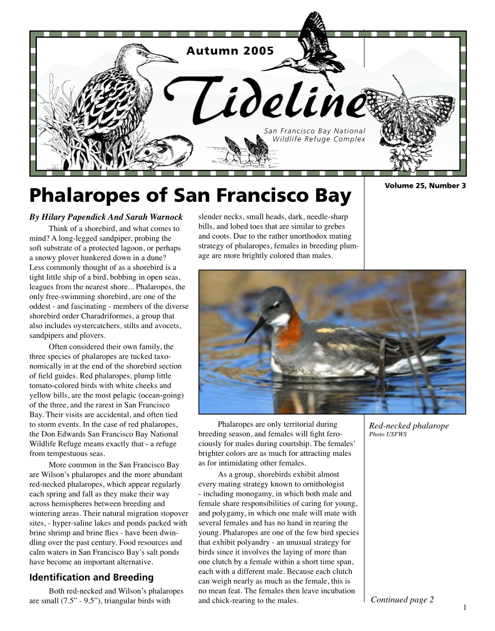 Phalaropes of San Francisco