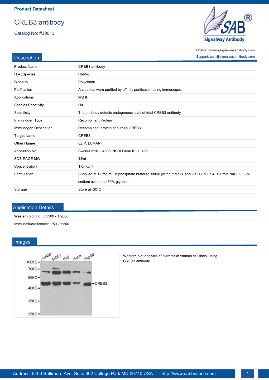 CREB3 Antibody