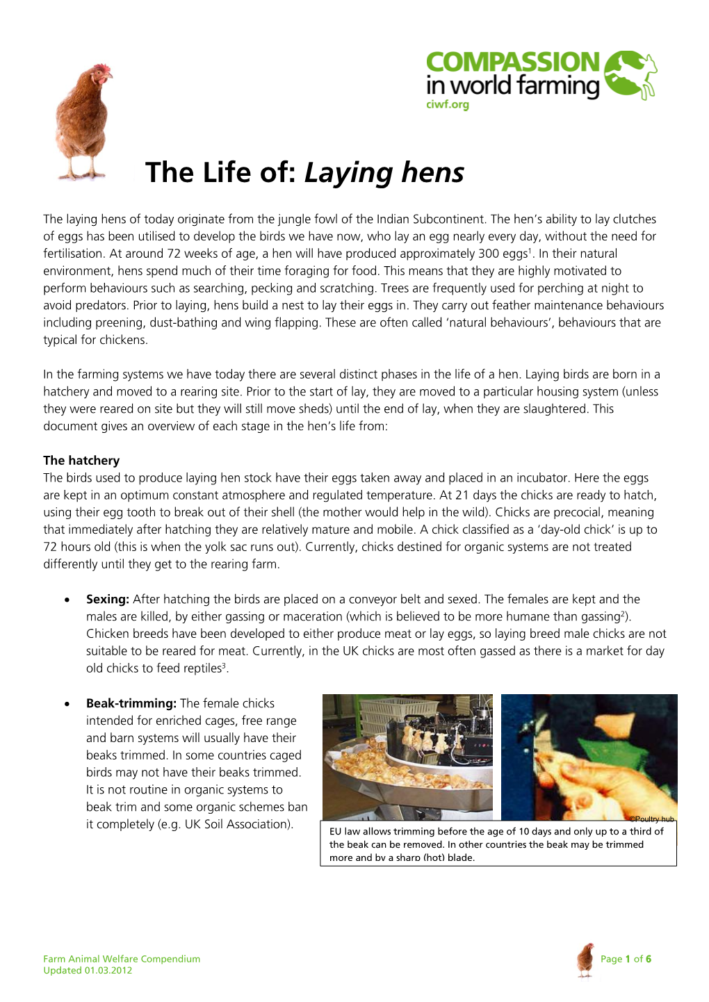 The Life Of: Laying Hens