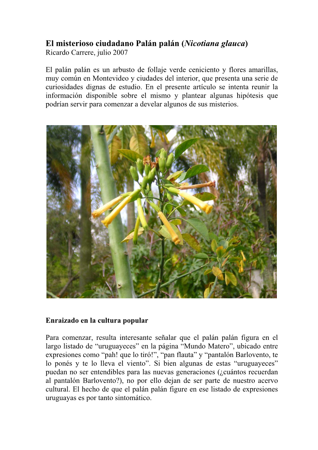 El Misterioso Ciudadano Palán Palán (Nicotiana Glauca) Ricardo Carrere, Julio 2007