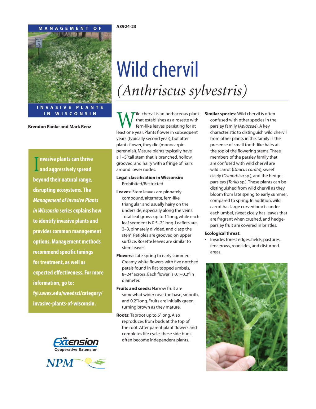 Wild Chervil (Anthriscus Sylvestris)