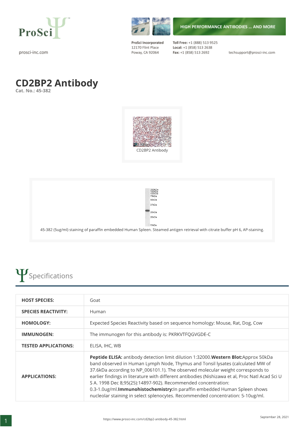 CD2BP2 Antibody Cat