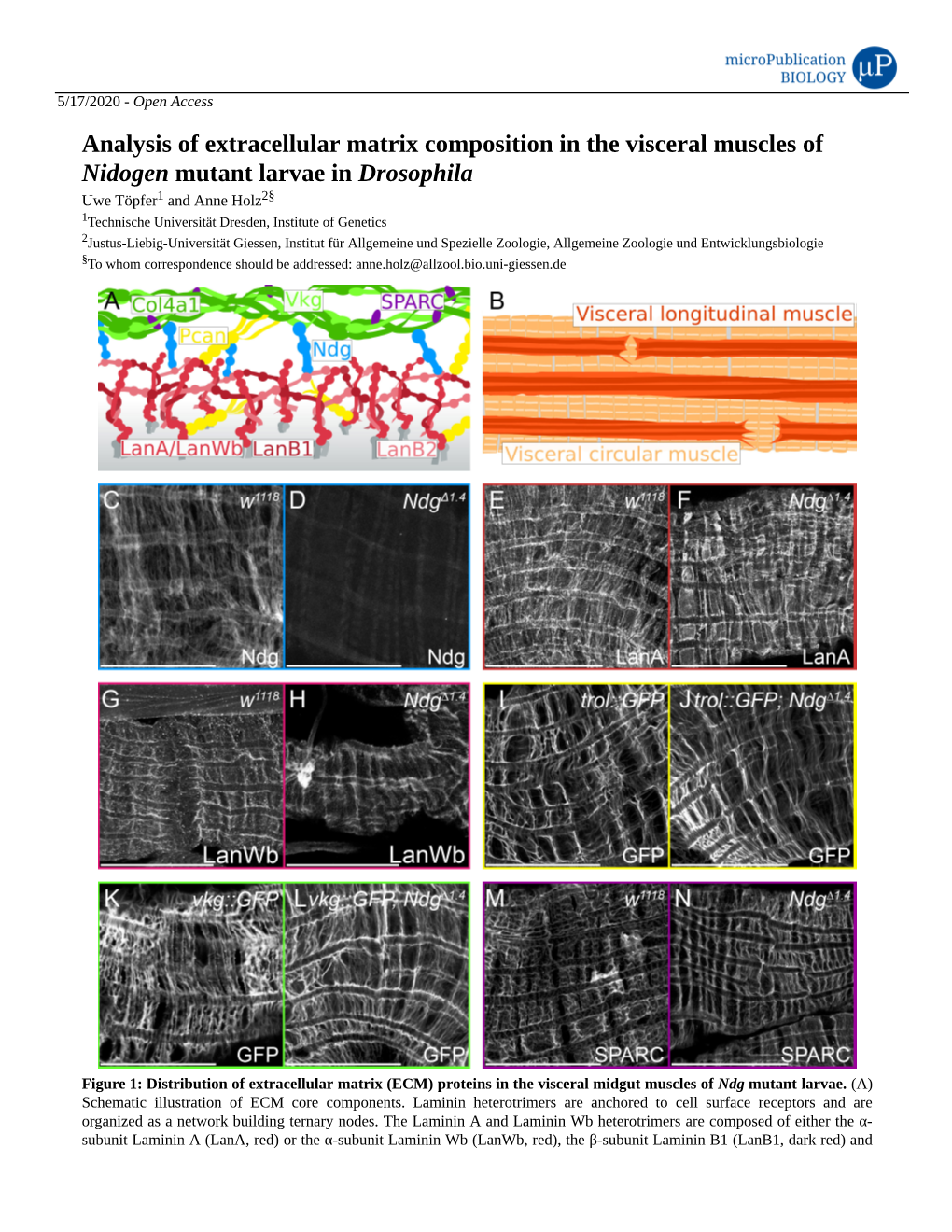Analysis of Extracellular Matrix Composition in the Visceral Muscles