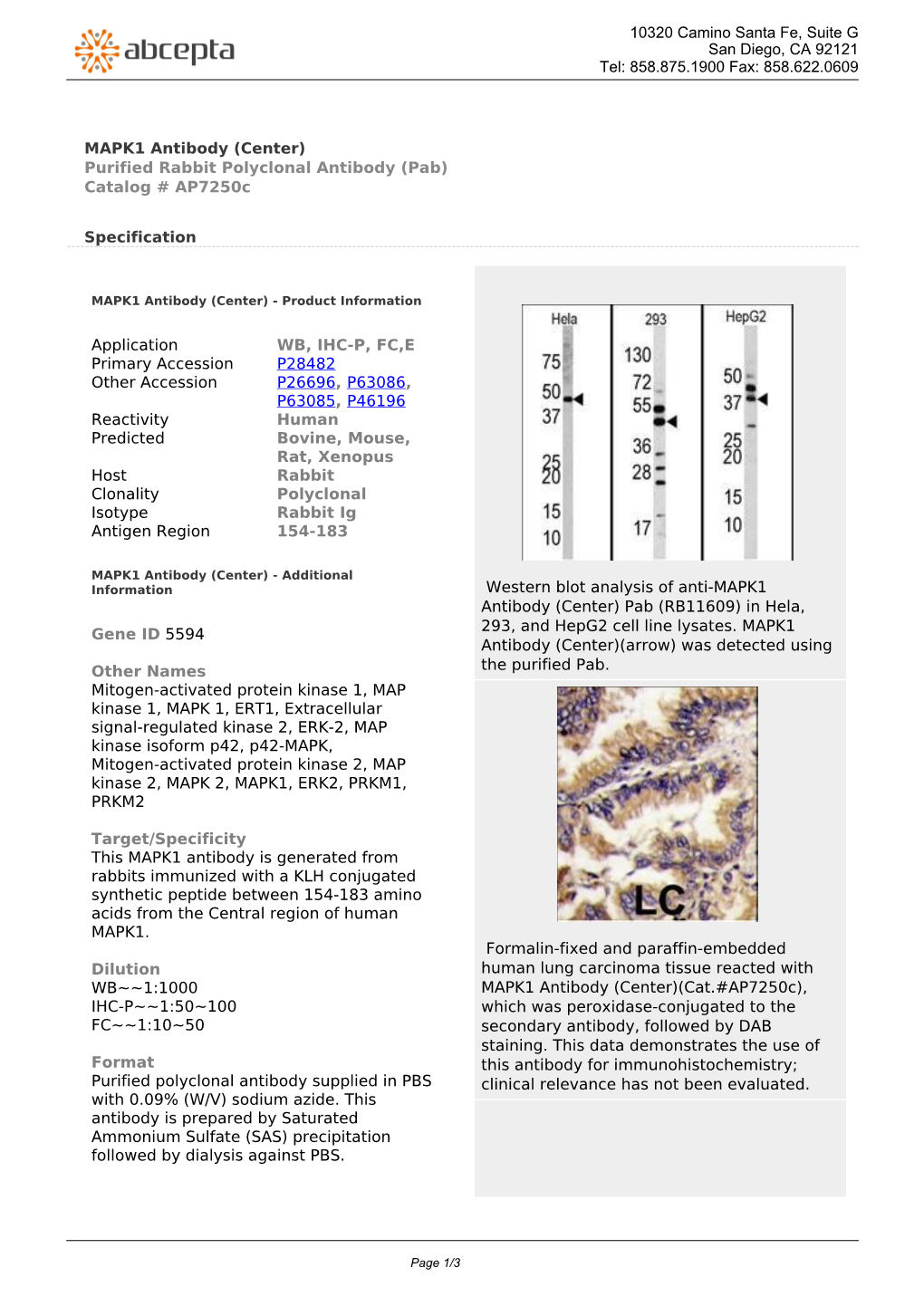 MAPK1 Antibody (Center) Purified Rabbit Polyclonal Antibody (Pab) Catalog # Ap7250c