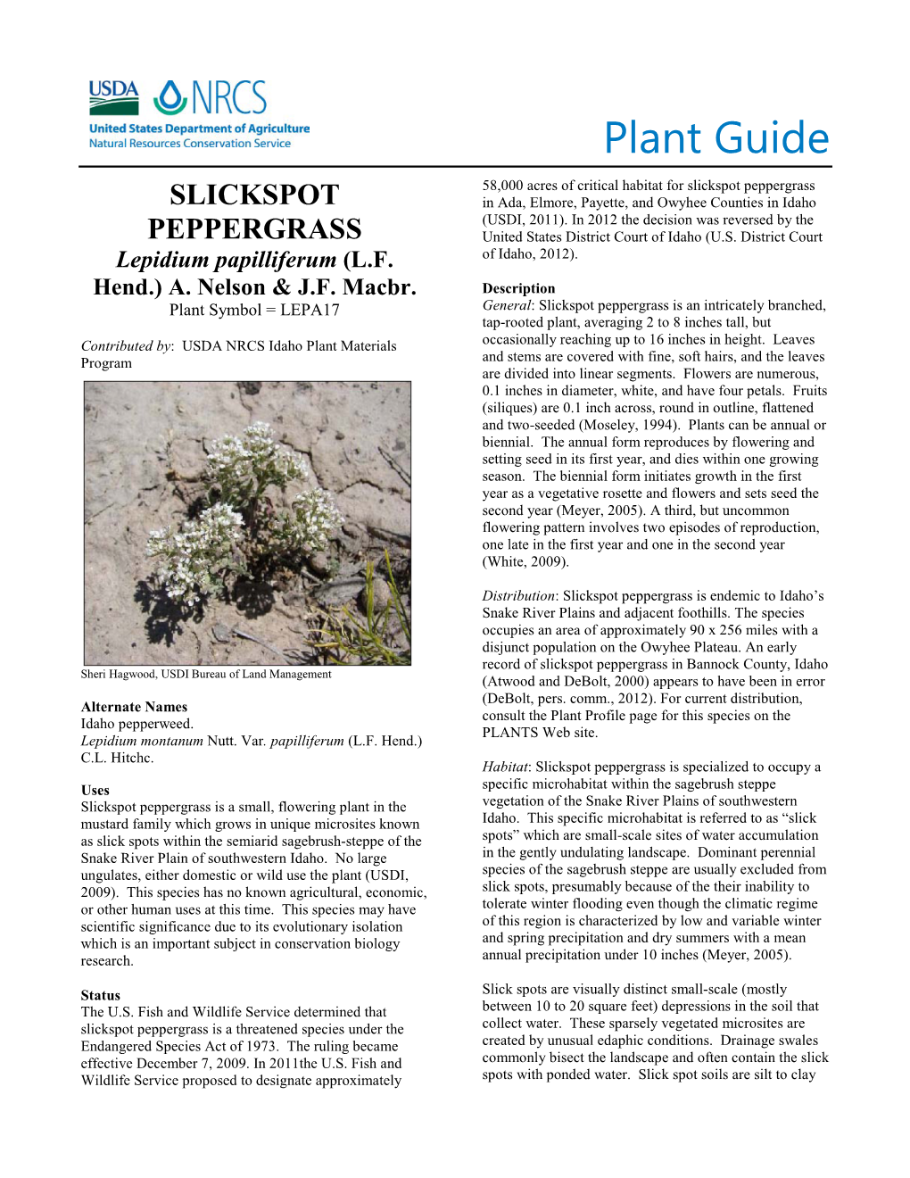 Plant Guide for Slickspot Peppergrass (Lepidium Papilliferum)
