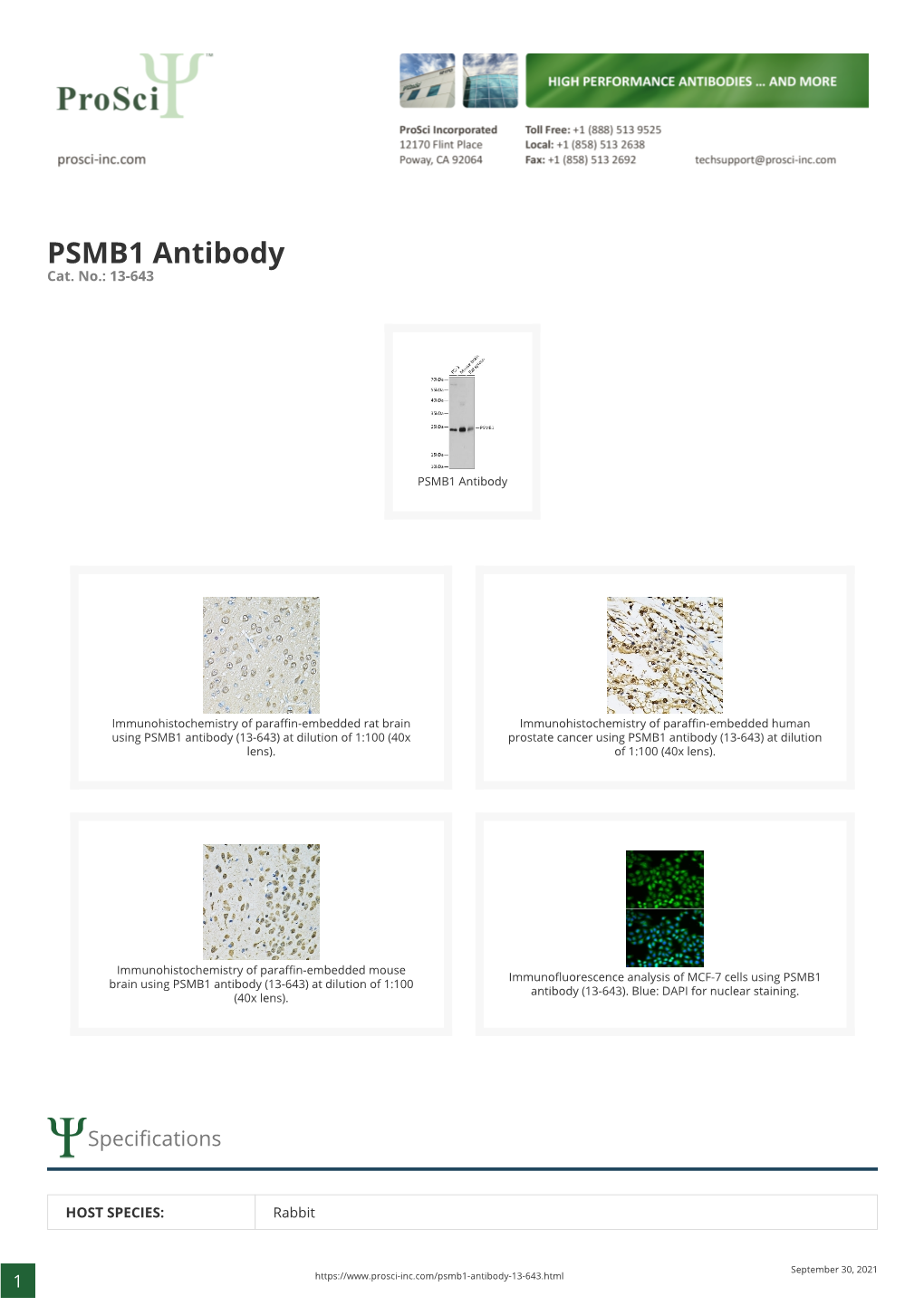 PSMB1 Antibody Cat