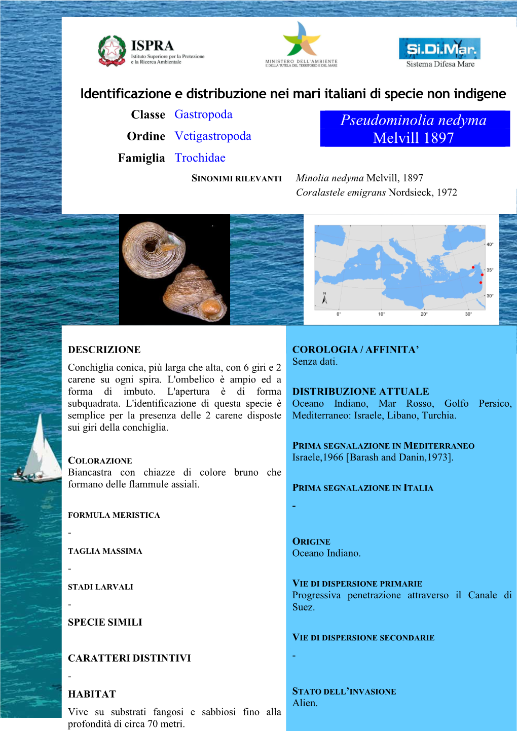 Pseudominolia Nedyma Ordine Vetigastropoda Melvill 1897 Famiglia Trochidae